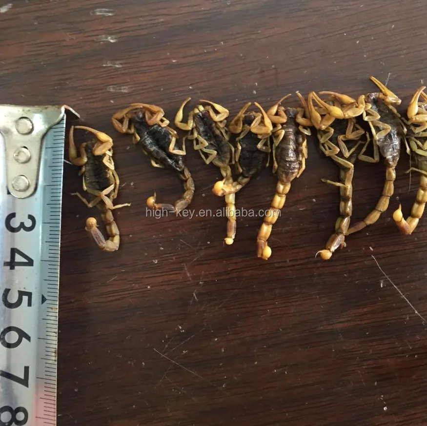 
10016 quan xie chinese medicine herb whole scorpion 