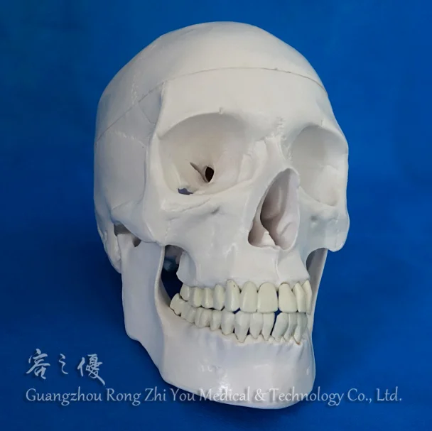 Plastic Human Skull Model,3D Skull Skeleton
