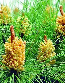 
Wholesale Health And Safety Anti-depression Cell Broken Pine Pollen Powder Organic 