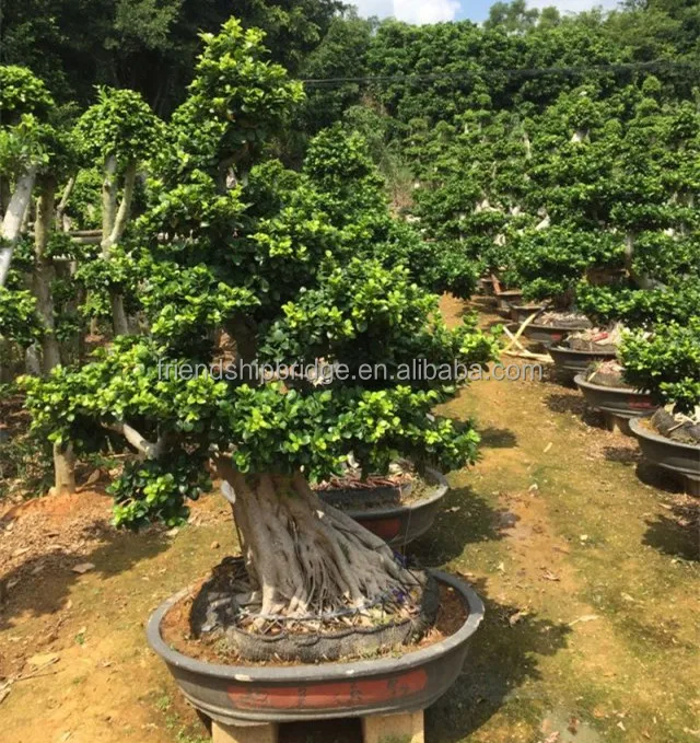 H1-1.5m настоящие антикварные корни Бонсай Фикус микрокарпа