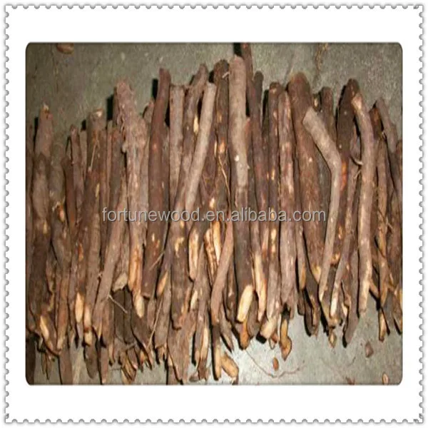 China supply 2014 fresh root cutting of paulownia shan tong