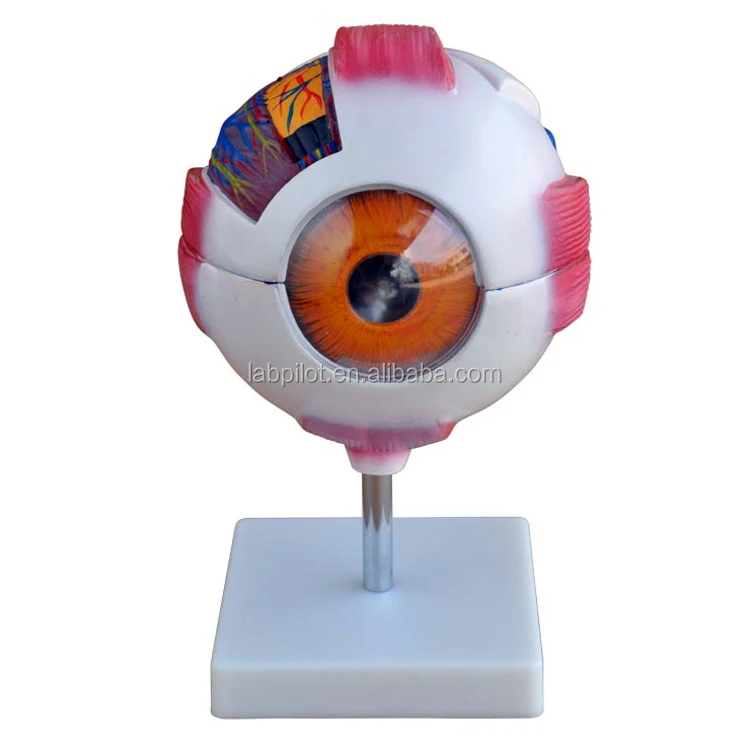 Human Giant Eye Model,Eyeball Anatomical Model