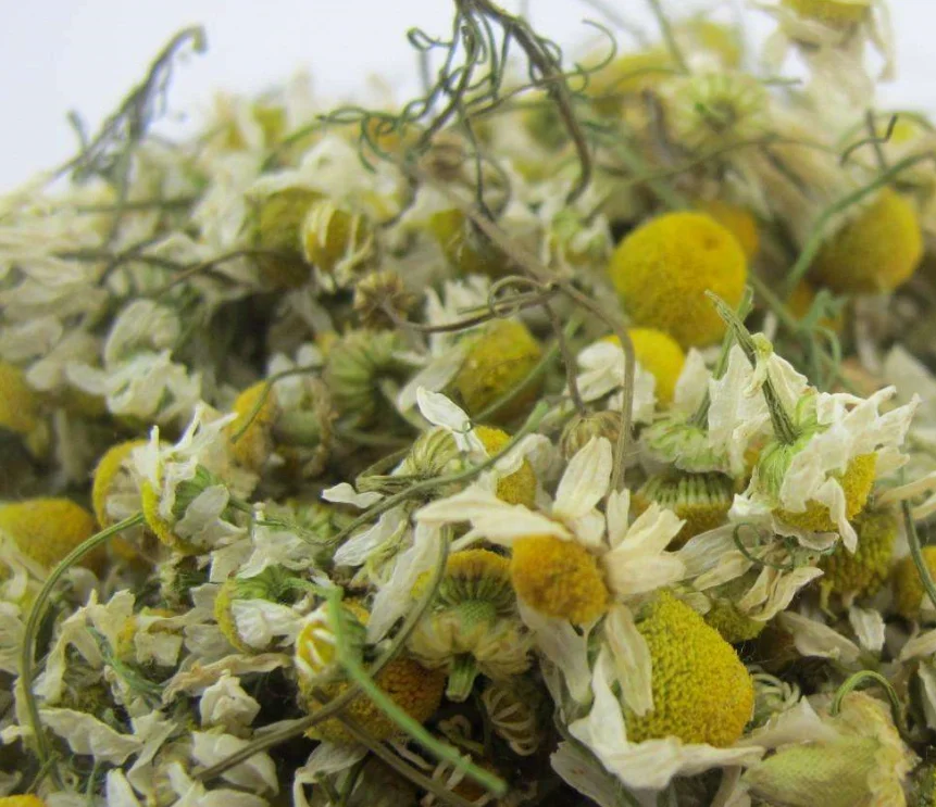 Сушеные из чистого кашемира высокое качество сырья Chamaemelum nobile цветы ромашки