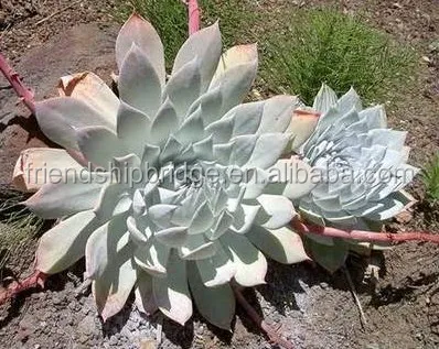 
DUDLEYA brittonii of succulent plants 