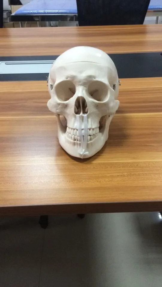  BIX-A1010 Анатомия человека Скелет для взрослых модели черепа медицинской подготовки