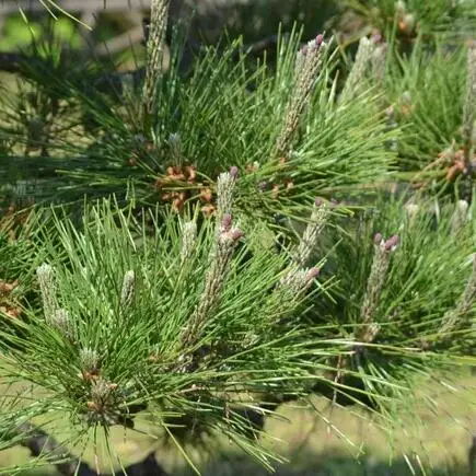 Fujian Natural bonsai Black Pine Ornamental Plants Indoor Products