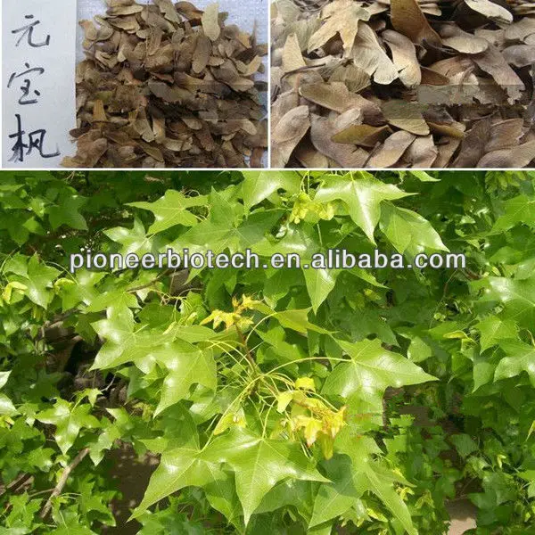 
Natural Acer truncatum Seed Oil from GMP ISO HACCP certified manufacture 