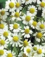 Dried Chamomile Flower  EU Standard Quality Chamomile Flower Tea