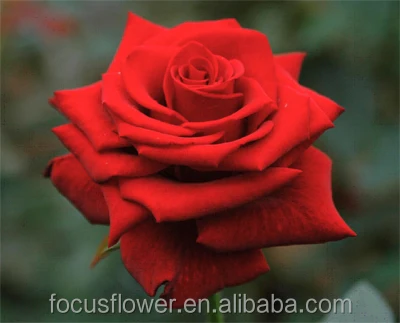 Лидер продаж, экспортеры цветов из Кении для празднования