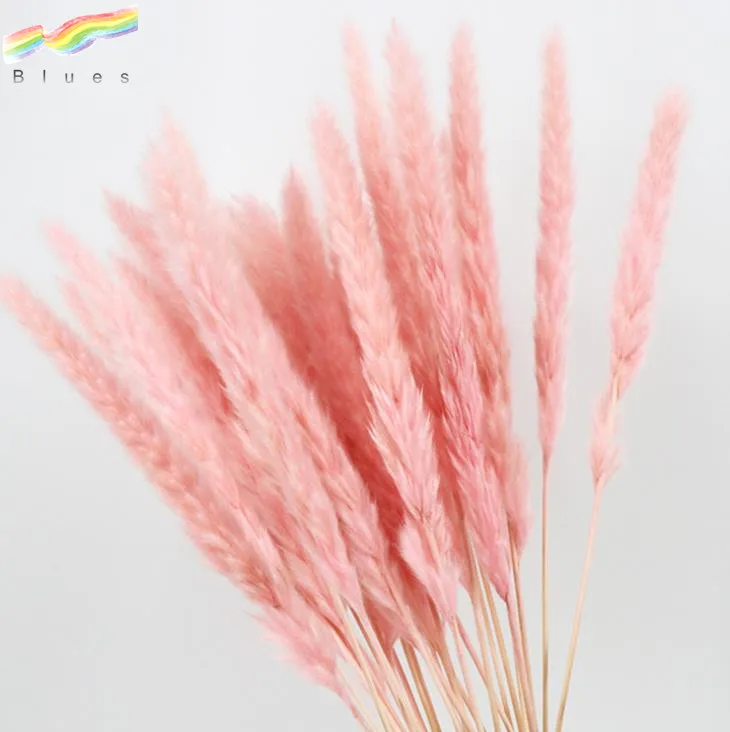 High Quality Dried Small Pampas Reed Grass Phragmites Wedding Home Decor Flower Bouquet Set of 15pcs