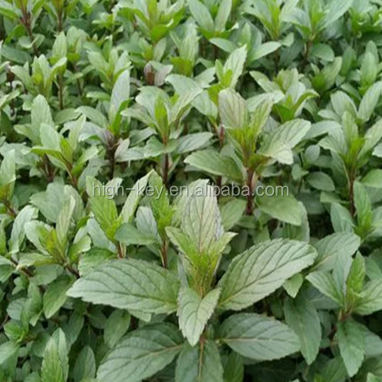 
S021 hu jiao bo he High quality peppermint seed for planting 