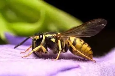 
Factory supply 100% Natural Bee Venom Apitoxin Bee Venom Price for skin care 