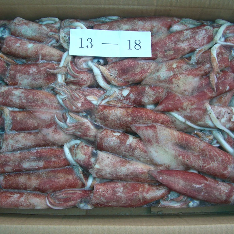 
frozen illex squid whole round Chinese Loligo Squid frozen illex squid for sale 