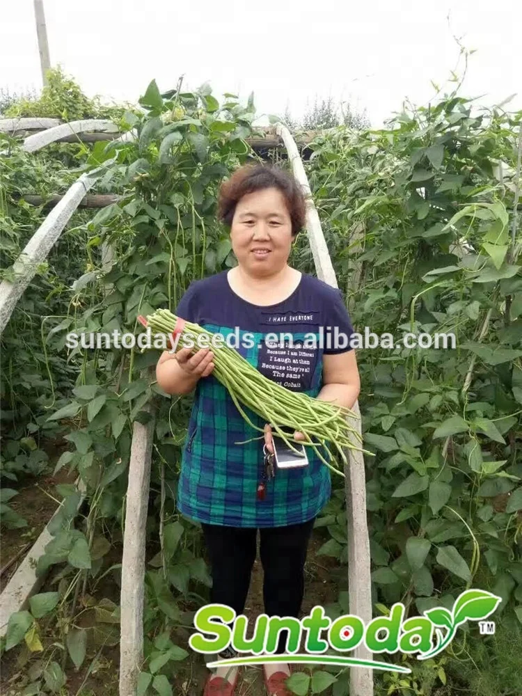 
Yard Long green vegetable cowpea Asparagus bean seeds 1kg/bag 