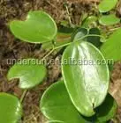  Заводская поставка органический экстракт корня Sarsaparilla порошок