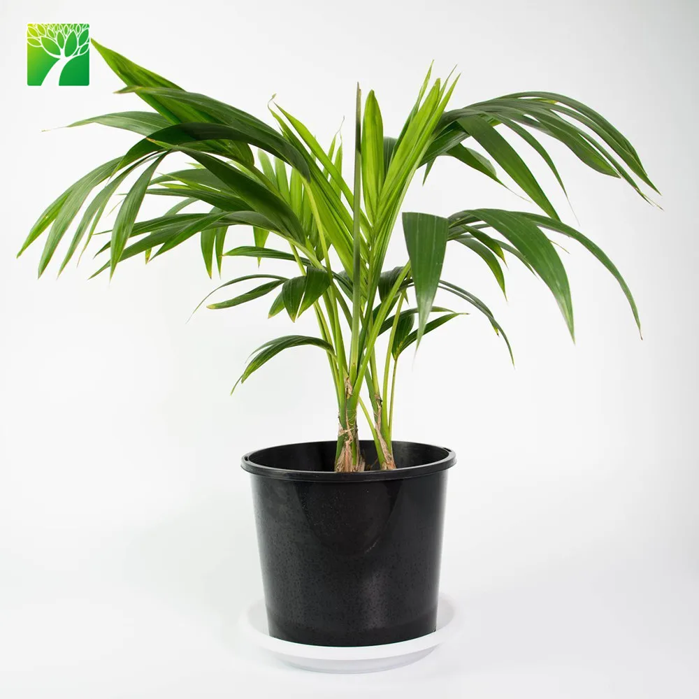 Поставка растительных ферм максимальная высота роста 10 футов уличные пальмовые растения кадемия Пальма хаваа