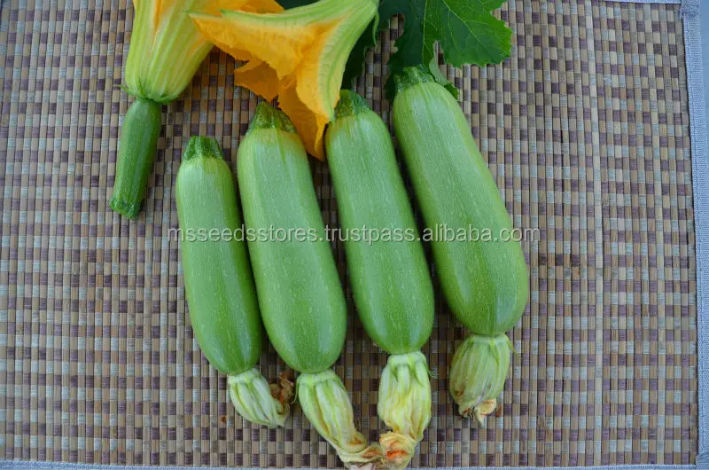 
Squash Hybrid King F1 Seeds 