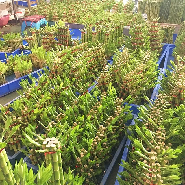 
New Arrive Natural Ornamental Plant Lucky Bamboo 