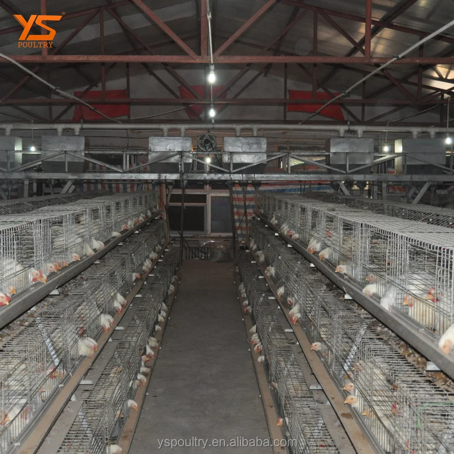 Best Design A Type Automatic Chicken Broiler Cage