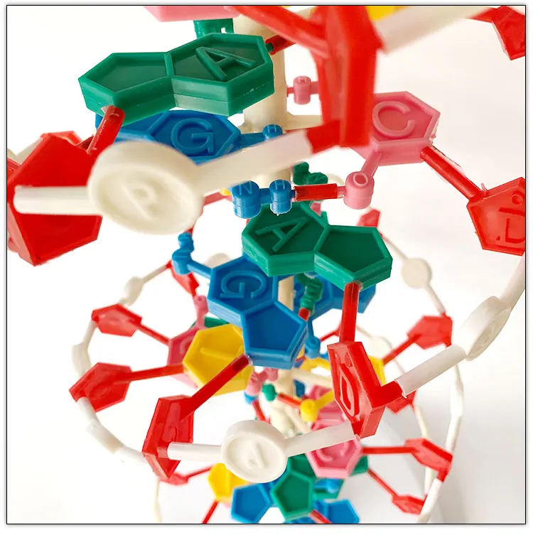 DNA molecule structure model / Biological anatomical model