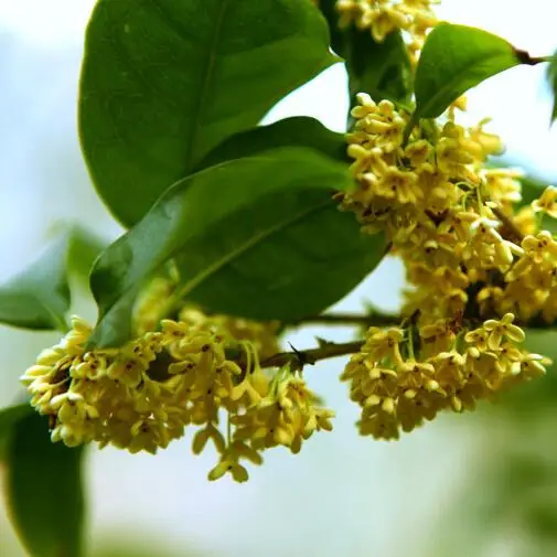 Wholesale high quality flower tea Osmanthus fragrans tea