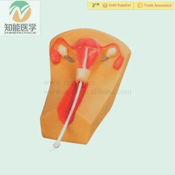 BIX-F5N medical science Female Intrauterine Contraceptive Training Model for Disease Demonstration Medical Teaching Tool