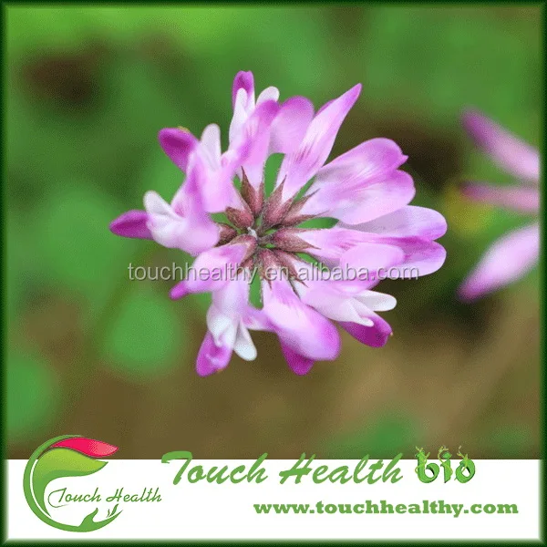 2021 Coronilla buxifolia seeds/ Crown Vetch seeds/Lawn grass seeds