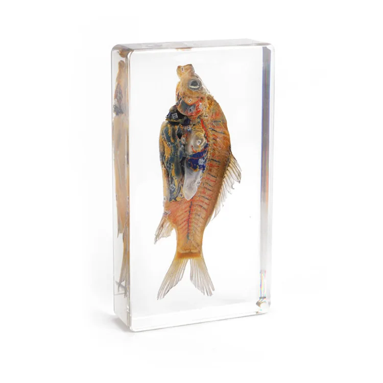 Clear acrylic embedded Fish dissection specimen for biological teaching science