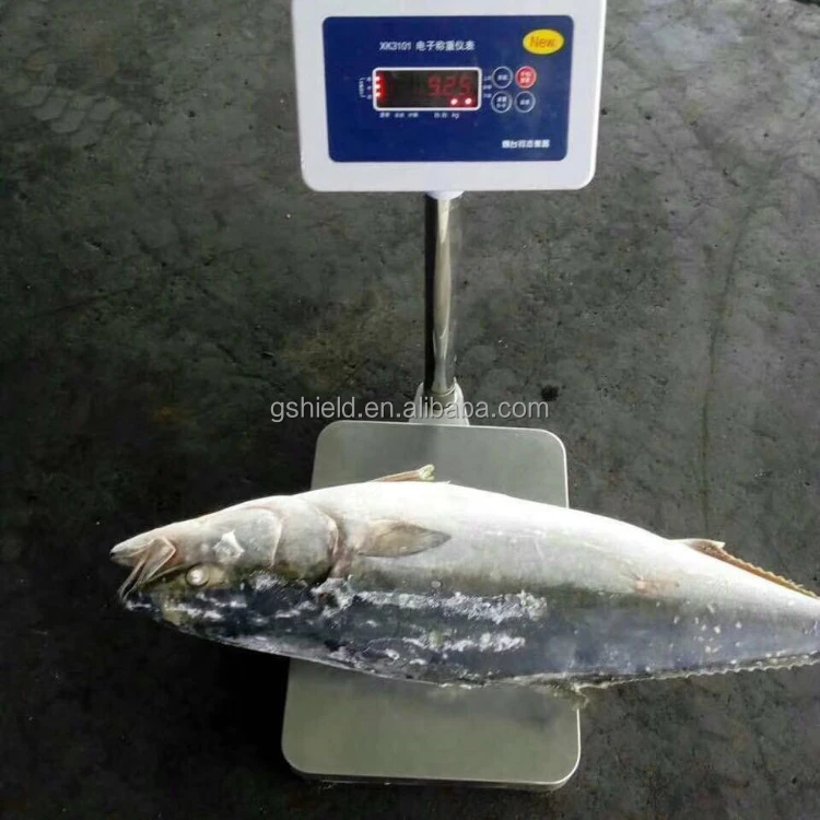 
Big size frozen fish yellow tail hot sale for market with low price 