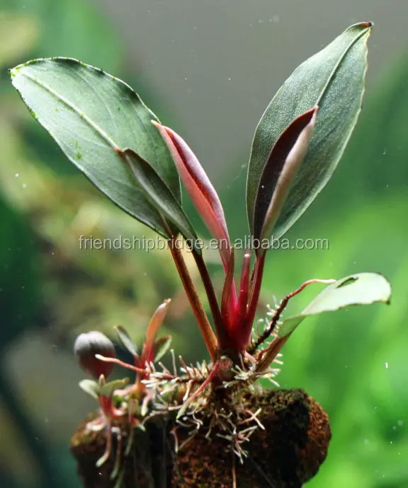 Wholesale different varieties Aquatic plant Bucephalandra