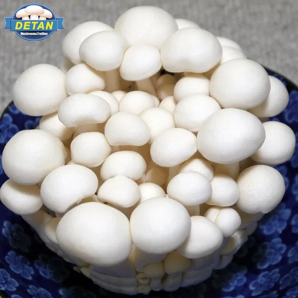 
Detan Fresh White Shimeji/Names of Edible Mushrooms 