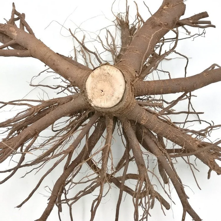 new fresh fast growth 99% survive paulownia fortunei x toemntosa 2-3years stump with quarantine certificate