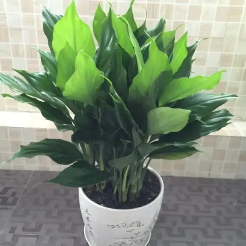 Whole sale Ornamental Plants Rohdea japonica bonsai