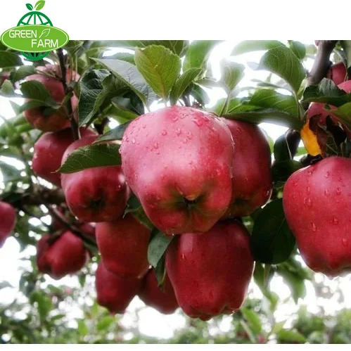 all kinds of fruit apple