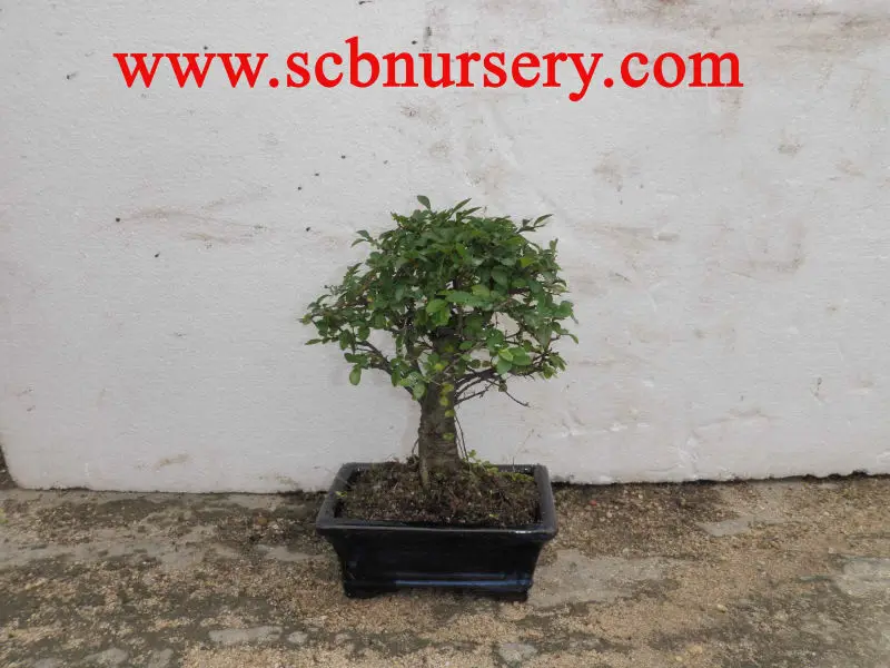 Zelkova бонсай мяч 15 см