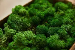 Wholesale decorative moss best quality preserved moss mat for festival wall