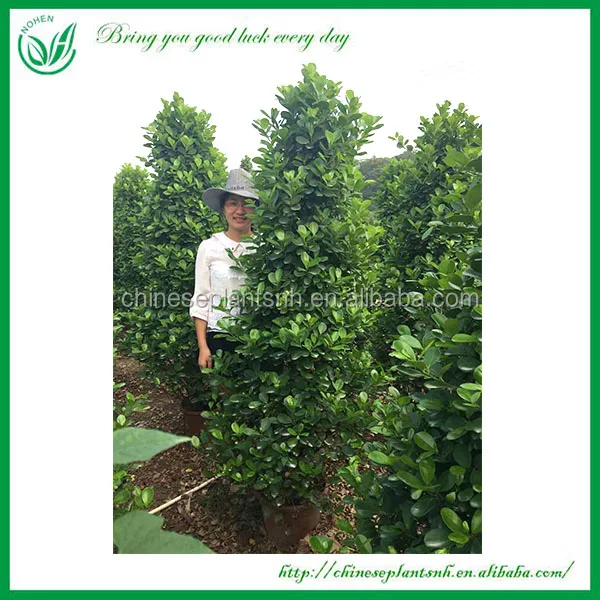 
Wholesale live natural big or large ficus microcarpa tree bonsai plant outdoor indoor landscape bonsai ficus big tree 