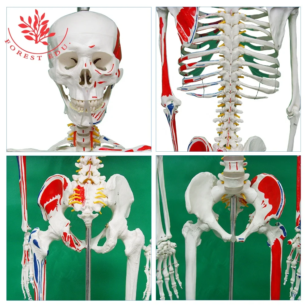 Модель скелета человека в натуральную величину из пластика с изображением мышц, происхождение и вставка