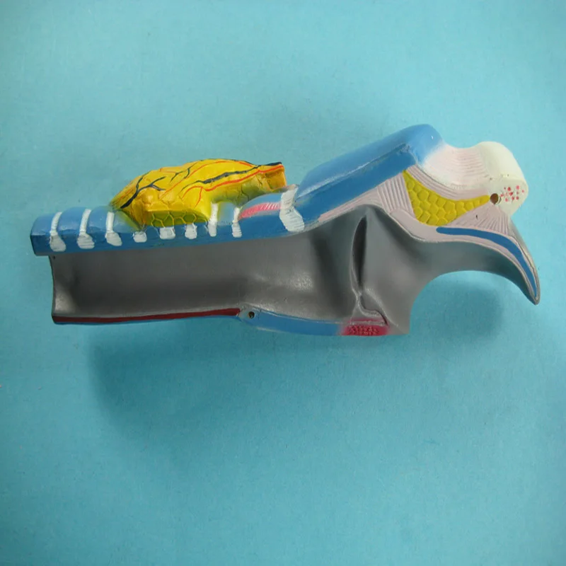 Новинка, Лидер продаж, высококачественные биологические учебные пособия, анатомическая модель человеческого ларинкса