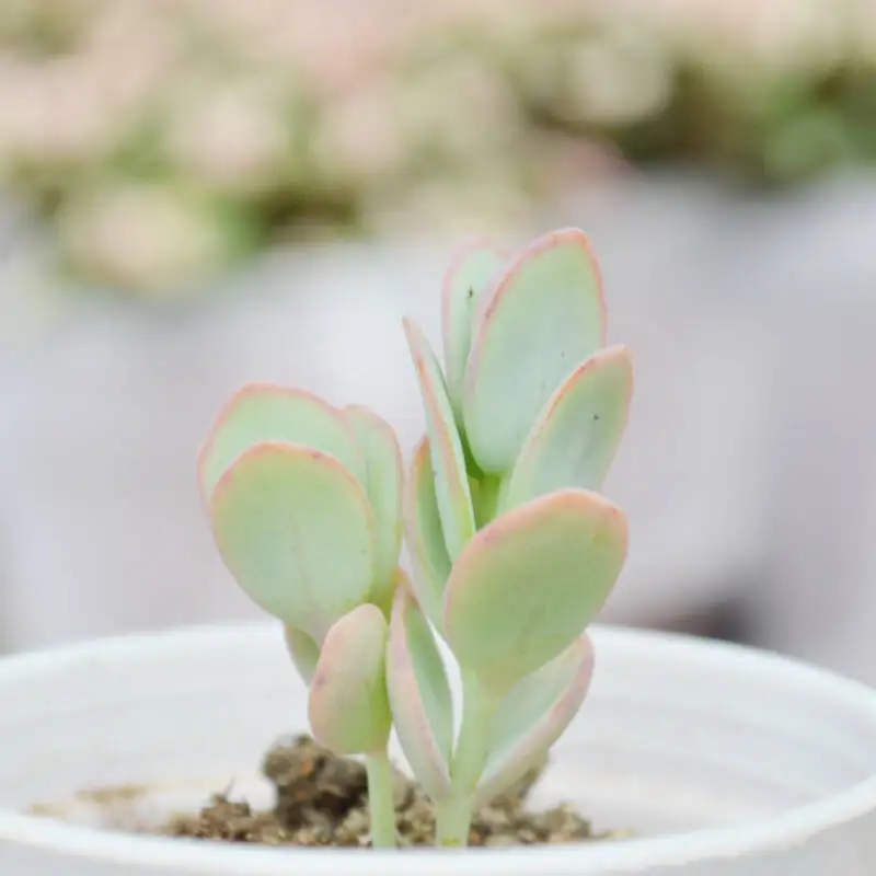 Kalanchoe marnieriana succulent bonsai for low price wholesale