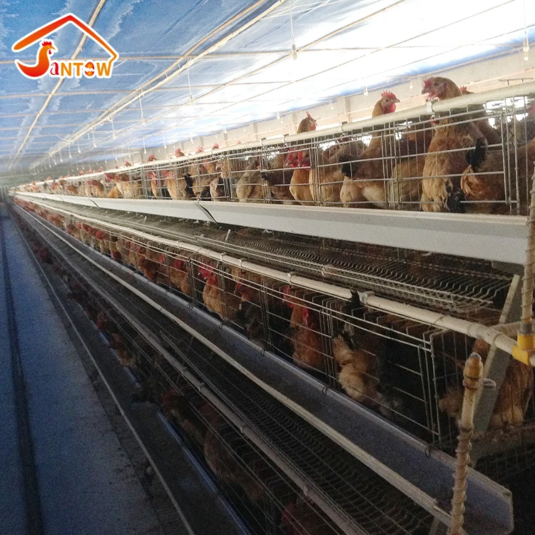 Automatic cleaning machine PP belt manure removal system for chicken cage