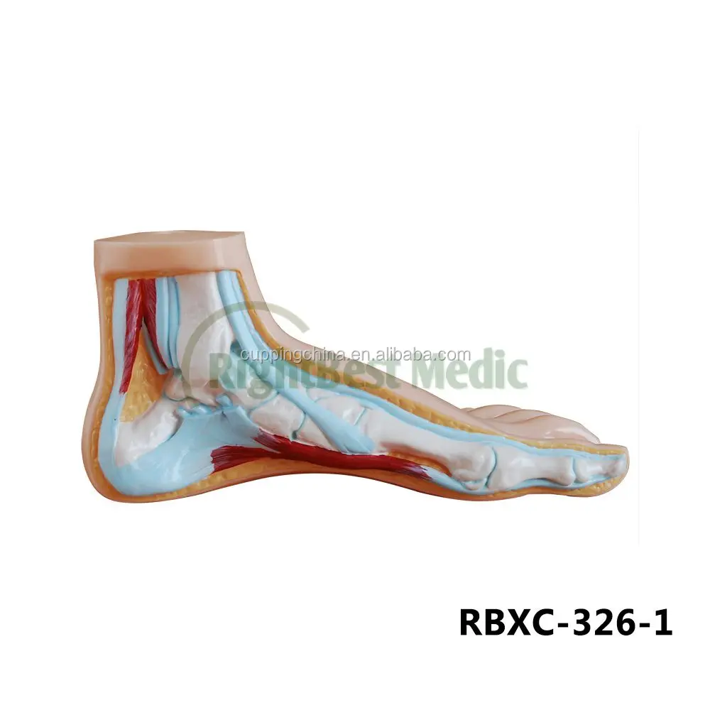 80CM HUMAN MUSCLE MODEL MALE (27 PARTS) human muscle anatomy model