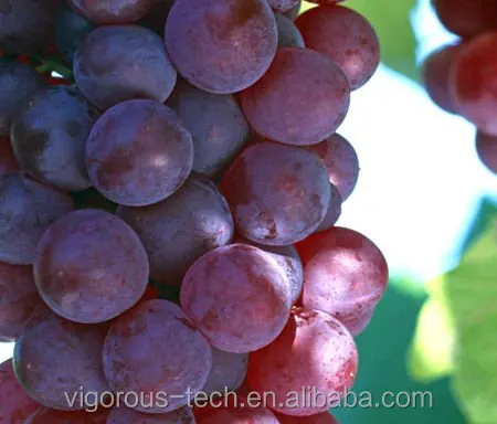 factory Natural grape seed extract 95% OPC