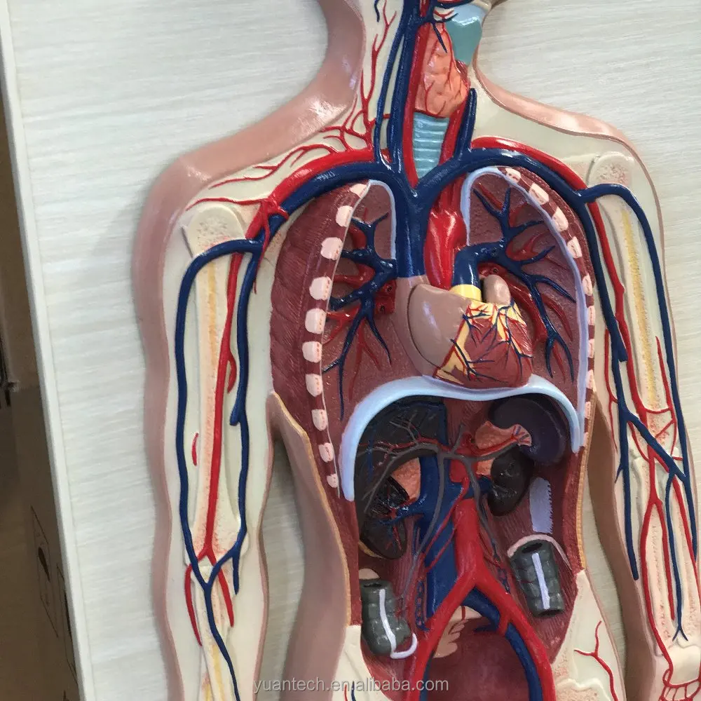 Human Circulation System Plastic Model
