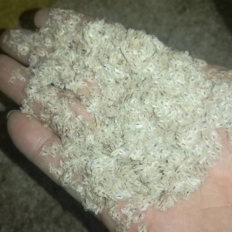 Китайское дерево pao tong, быстрорастущие гибридные семена пауловнии томентозы для посадки