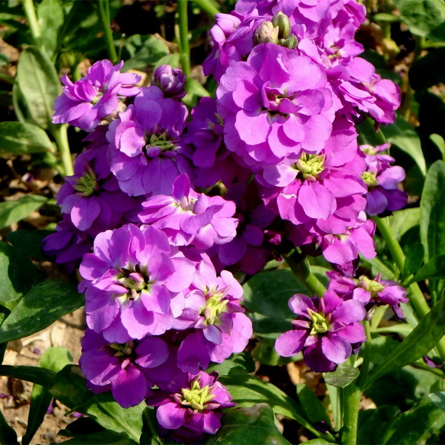 Top Quality Flower Seed For Sale, Fresh Violet Flower Seeds For Growing