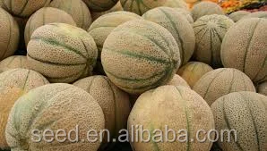 Wide stripe sweet melon seeds for sale