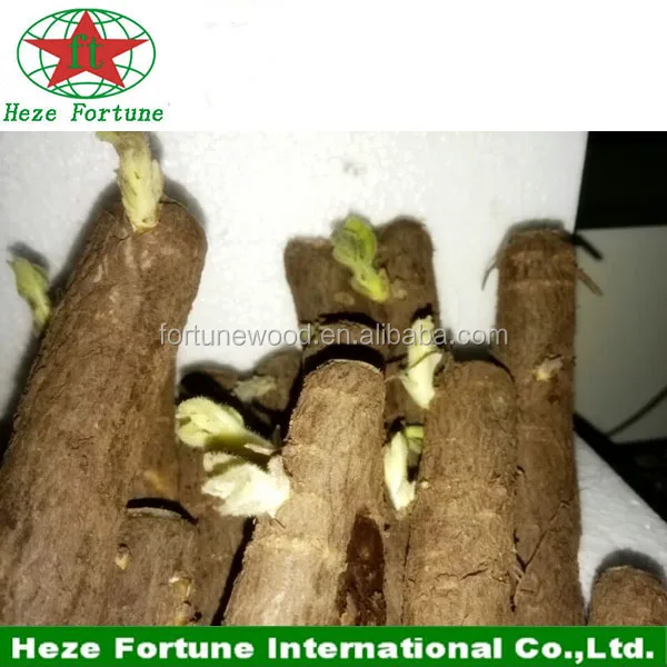 
Newest hybrid paulownia shan tong 4 root seeds for plantation 