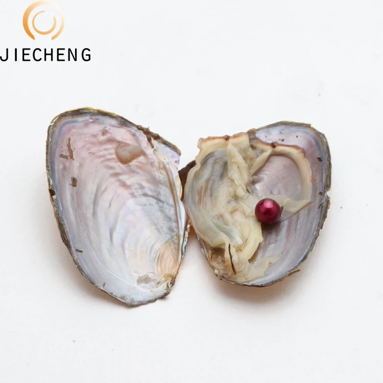 Wholesale vacuum packedpearl oyster 7-8 bulk fresh water pearls in oyster