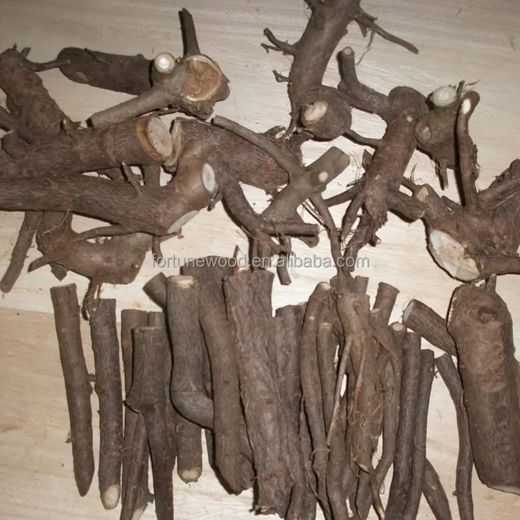 Fresh paulownia tomentosa roots cutting with good germinational rate